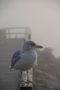 White and Gray Bird on White Concrete Surface