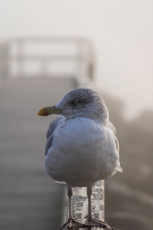 Free Close-Up Shot of a Seagull Stock Photo