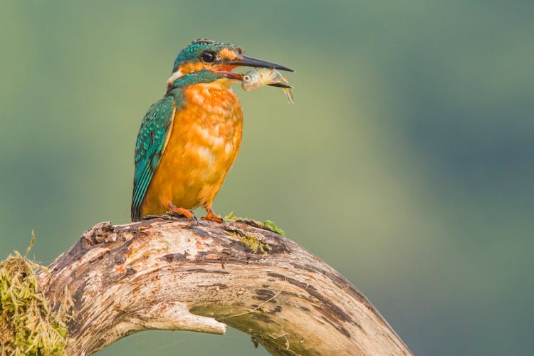 A Kingfisher On Brown Tree Branch With Fish On It's Beak