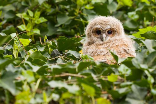 Free A young owlet spotted nestled among vibrant green leaves in a forest. Stock Photo