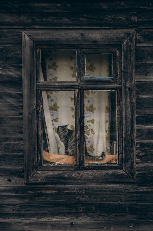 Tabby Cat Staring Behind the Window