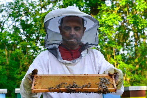 Foto profissional grátis de abelha, abelhas, ao ar livre