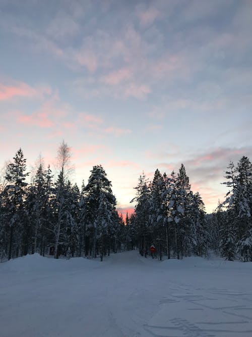 Gratis lagerfoto af fyrretræer, himmel