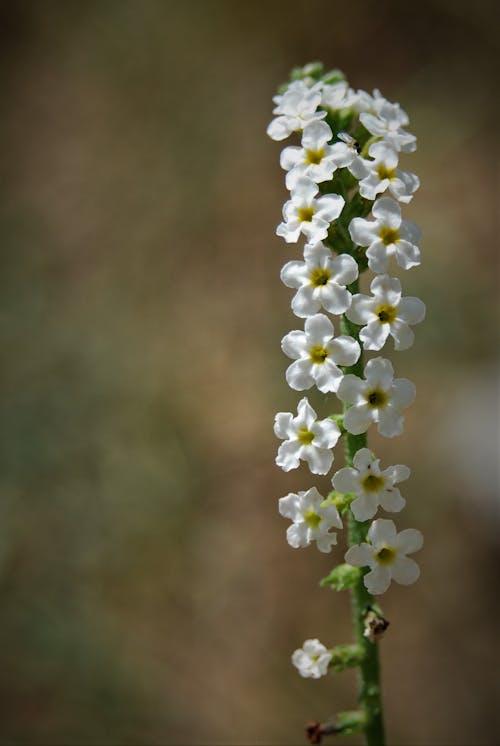 Ingyenes stockfotó fehér virág, természet, vadvirág témában