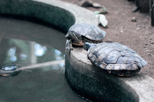 Imagine de stoc gratuită din animale, apă, broască țestoasă