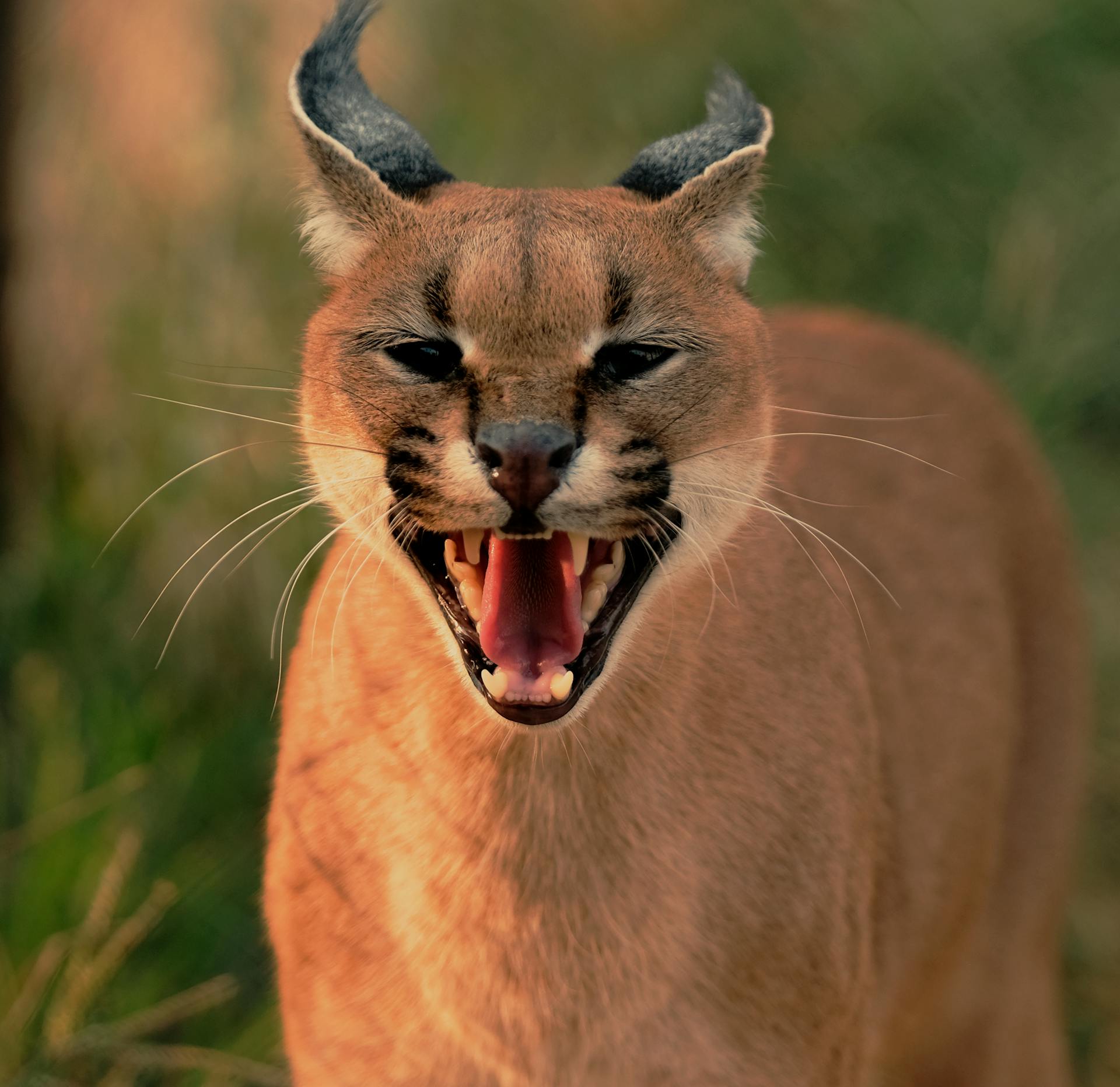 Close-up Photo of Brown Wild Cat