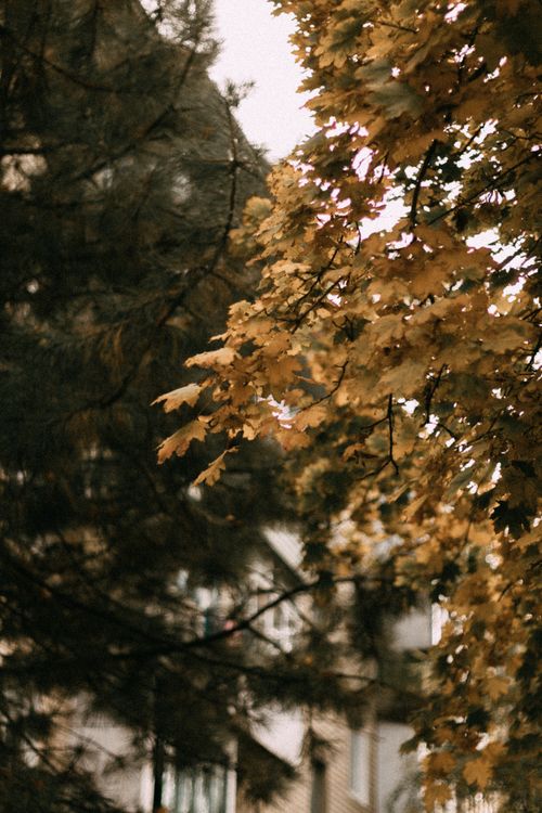 Free Soft-focus view of yellow autumn leaves against urban backdrop, capturing the essence of fall. Stock Photo