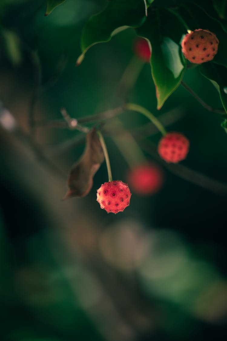 Close Up Phot Of A Red Kousa Dogwood Fruit