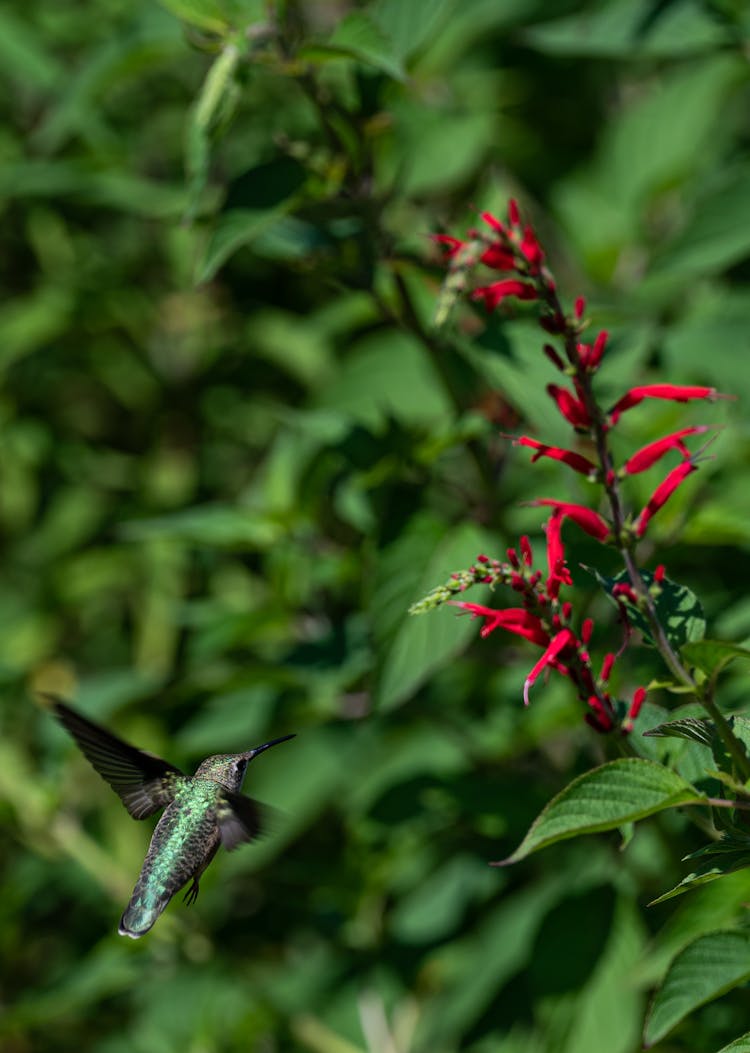 Green Humming Bird Flying Near Red Flower