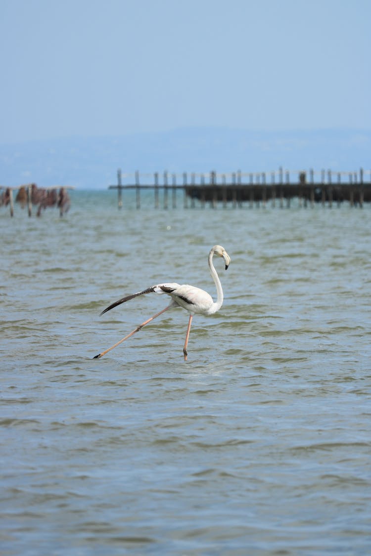 Flamingo Standing In The Sea