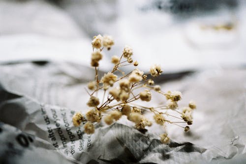 aşırı yakın, bulanıklık, çiçek içeren Ücretsiz stok fotoğraf