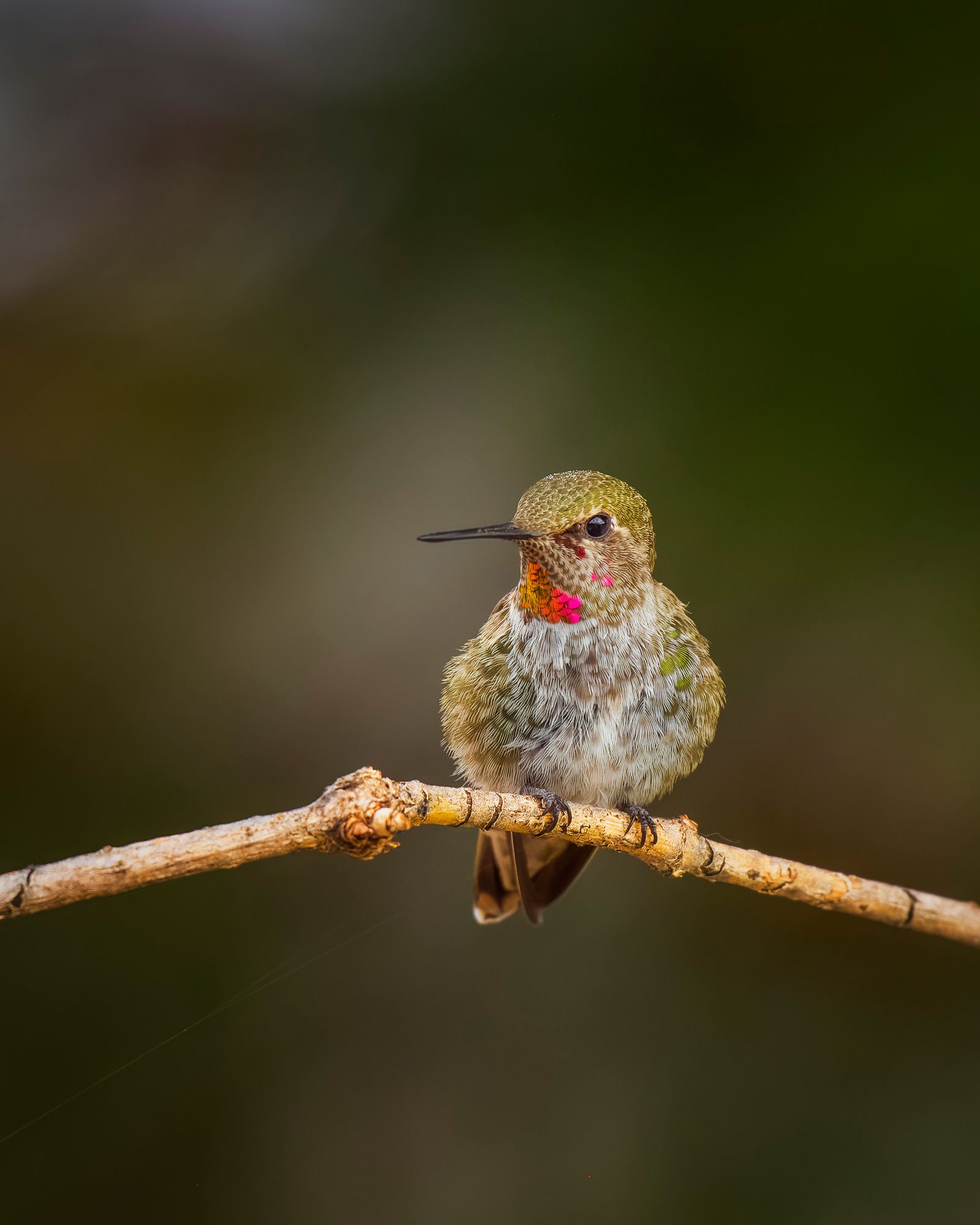 Humminbird Photos, Download The BEST Free Humminbird Stock Photos &amp; HD ...