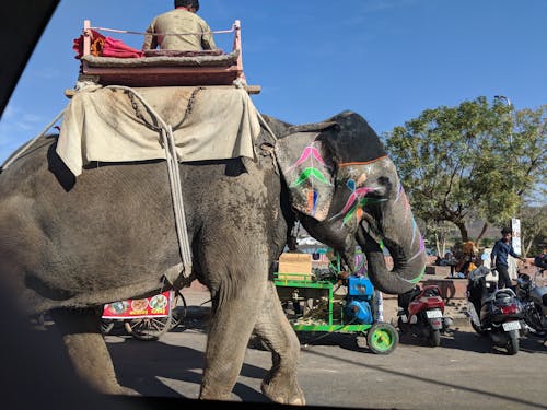 Foto profissional grátis de elefante, estrada