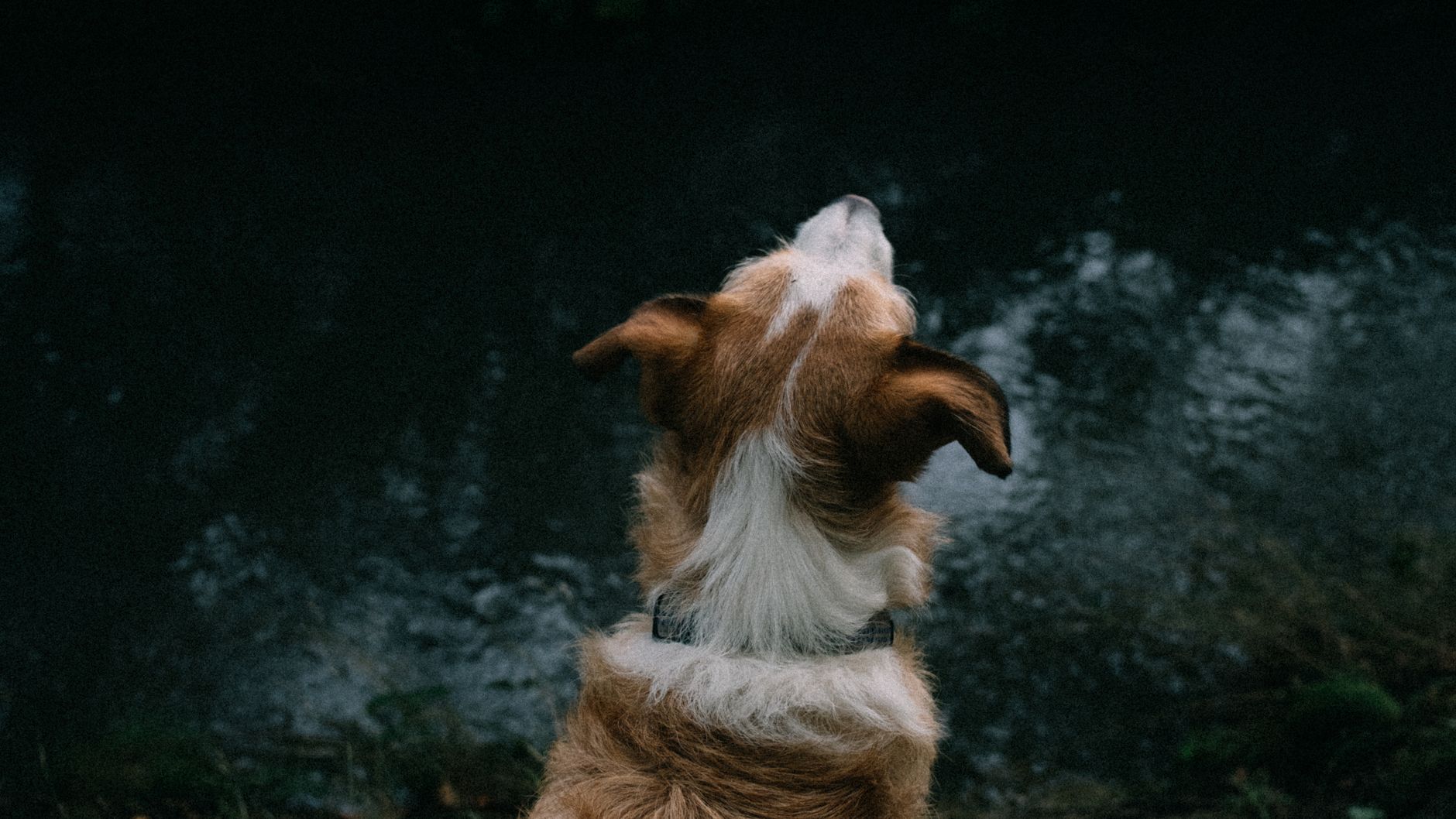 Portrait of a dog at a veterinary clinic