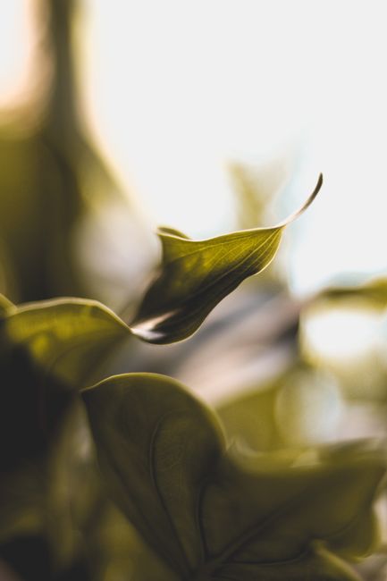 A serene close-up of a green leaf with soft lighting and blurred background, perfect for nature themes.