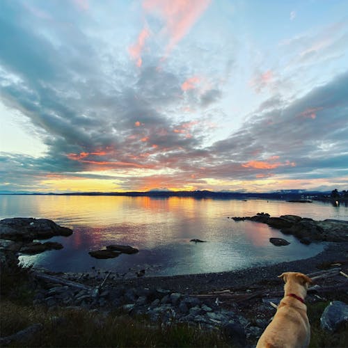 Gratis arkivbilde med brun hund, solnedgang, solnedgang bakgrunn