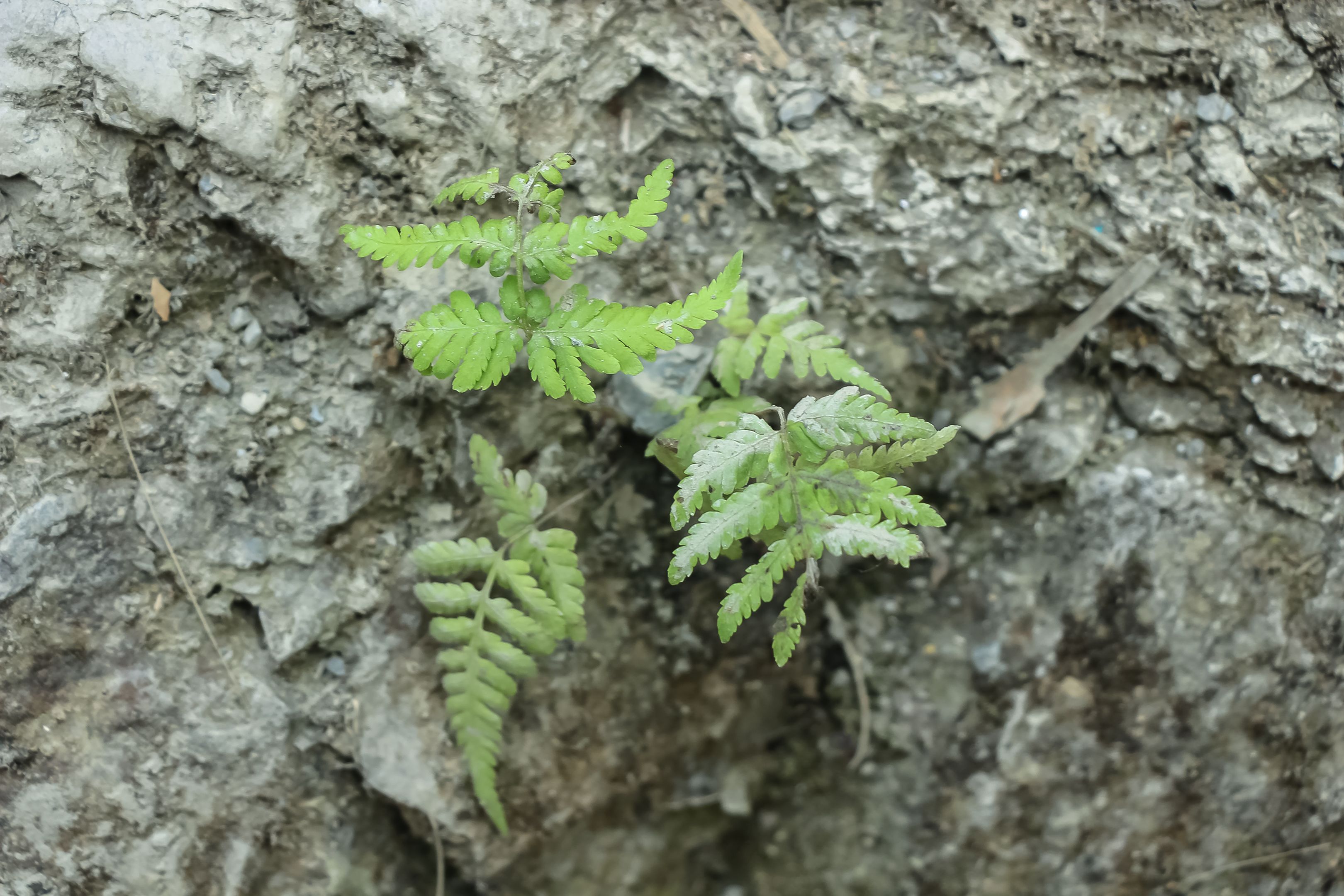 Kostenloses Foto Zum Thema Nahaufnahme Naturfotografie