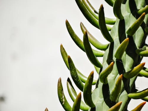 Δωρεάν στοκ φωτογραφιών με espinas, jardin, naturaleza