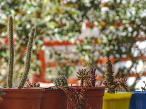 Imagine de stoc gratuită din cactus, centrale, Chile