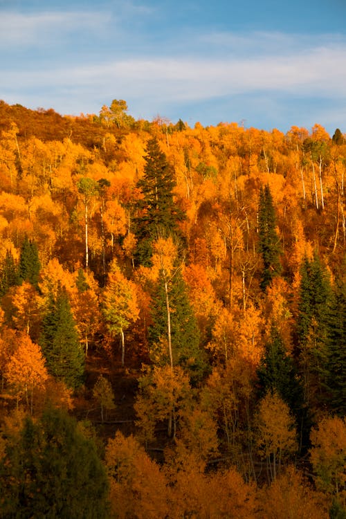 Free Photo of Trees During Autumn Stock Photo