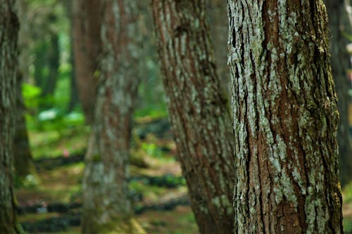 Free stock photo of green, pine trees, trees
