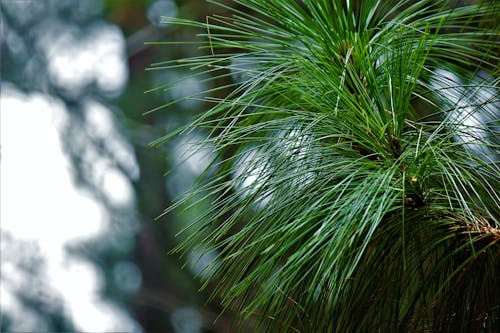 Free stock photo of leaves, pine leaves, pine trees