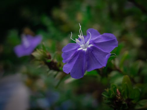 Бесплатное стоковое фото с violett, близко, ботаника