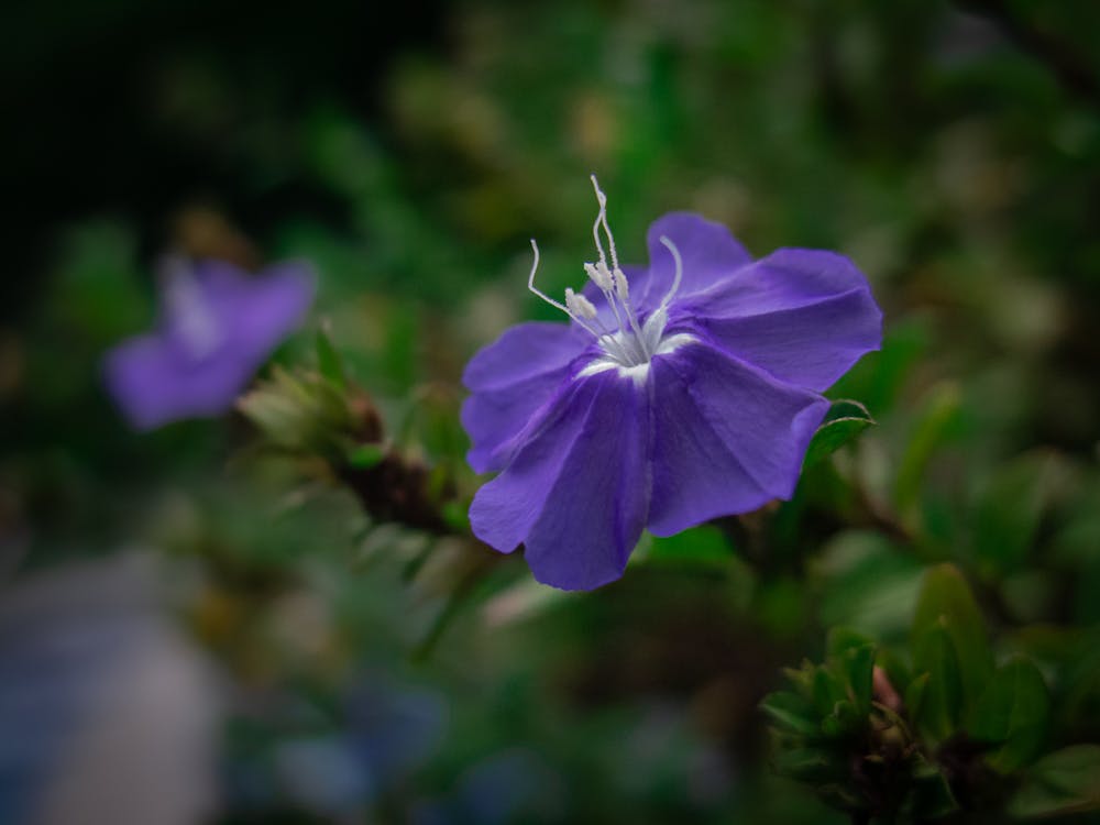 Free stock photo of beauty, blooming, botany