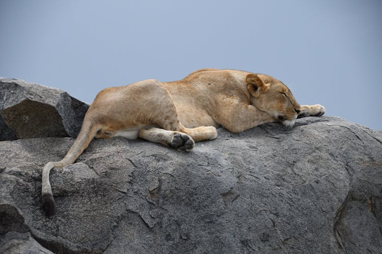 A Lioness Sleeping On A Rock