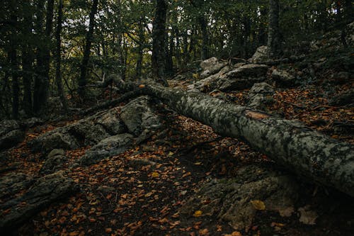 Kostnadsfria Kostnadsfri bild av fallna löv, fallna träd, skog Stock foto