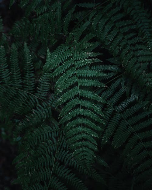 Green Fern Plant in Close Up Photography