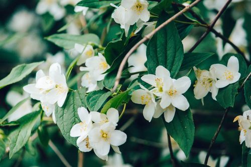 Free Close-up of delicate white jasmine flowers in full bloom surrounded by lush green leaves. Stock Photo