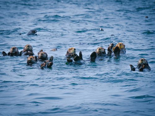 Free A group of sea otters floating on the water surface in Tofino, BC, Canada. Stock Photo
