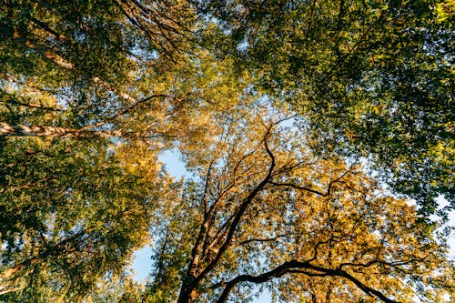 Kostnadsfri bild av lågvinkelfoto, lång, löv