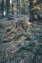 Mossy Tree Stump in the Forest