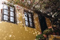 古雅的黄色墙壁上，盆栽植物从悬垂的树枝间投下斑驳的阴影