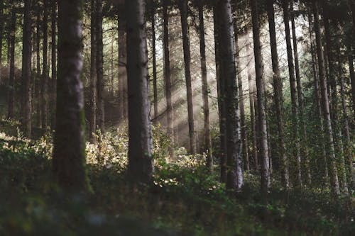 Foto profissional grátis de árvores, cênico, ecológico