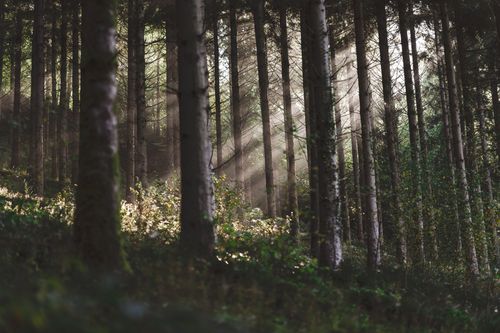 Free Sunbeams breaking through a tranquil forest canopy, illuminating lush undergrowth. Stock Photo
