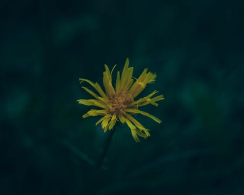 Δωρεάν στοκ φωτογραφιών με άγρια λουλούδια, αγριολούλουδα, ανθισμένη χλωρίδα