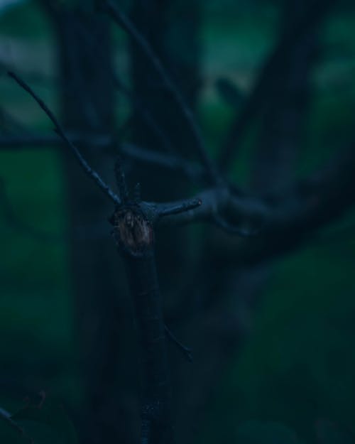 çiçek, çiçek florası, güz renkleri içeren Ücretsiz stok fotoğraf