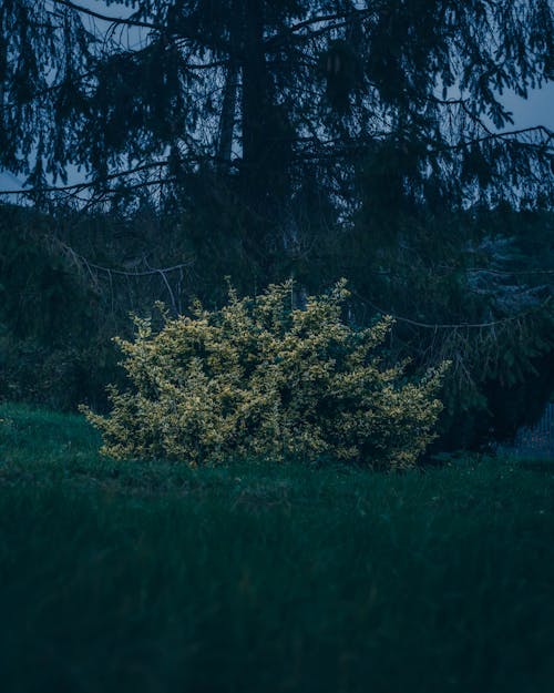 çiçek, çiçek florası, güz renkleri içeren Ücretsiz stok fotoğraf