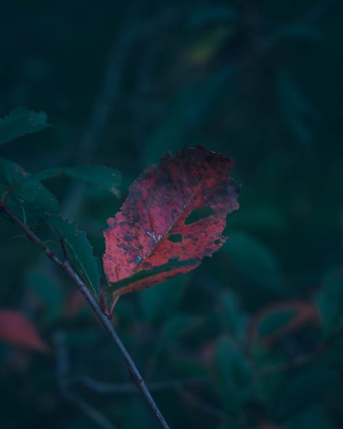Free stock photo of autumn colours, autumn mood, autumn season