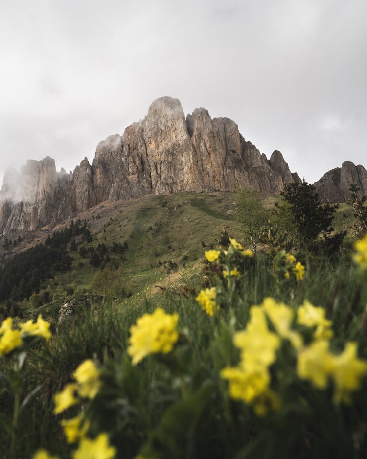 View Of Rocky Mountain Ridge From Spring Flowery Meadow