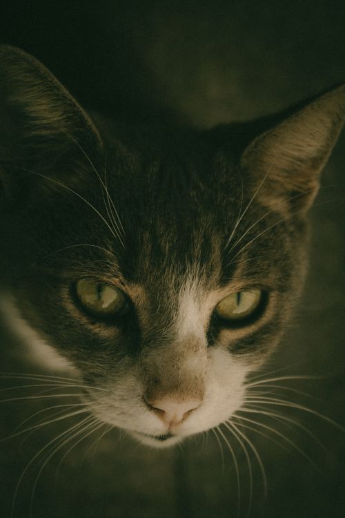Free A detailed close-up of a cat's face showcasing its expressive eyes and whiskers. Stock Photo