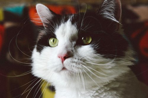 Free Charming close-up of a bicolor cat with striking green eyes and soft fur. Stock Photo