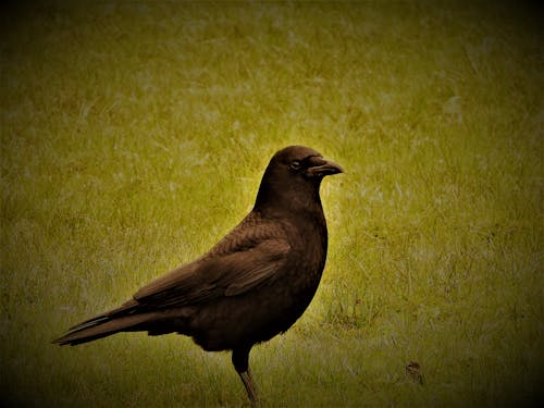Free stock photo of birds, crow, lawn Stock Photo
