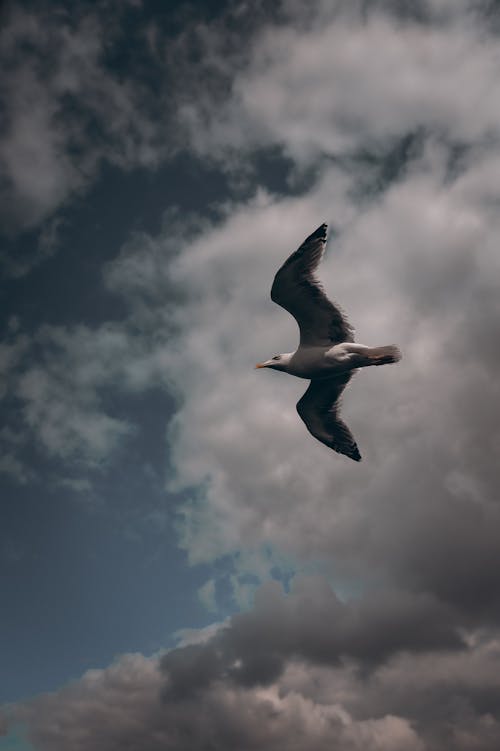 Free Photo of a Bird Flying Stock Photo