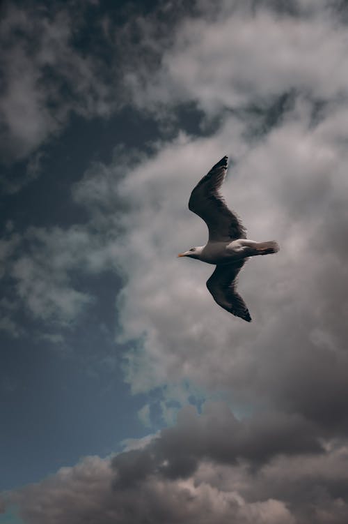 Photo of a Bird Flying