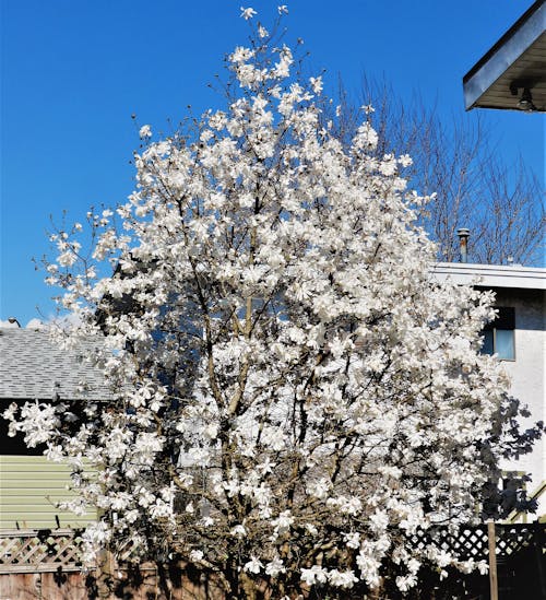 Free stock photo of blossom, gorgeous, tree Stock Photo
