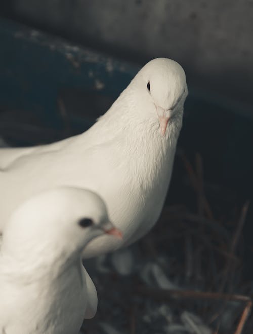 Free White Bird on Brown Nest Stock Photo